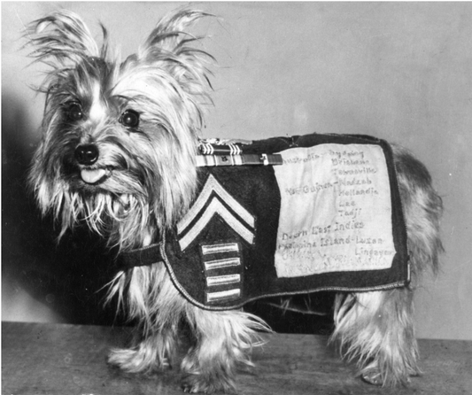 Smoky the War Dog: The Four-Pound Yorkshire Terrier Who Became a WWII Hero
