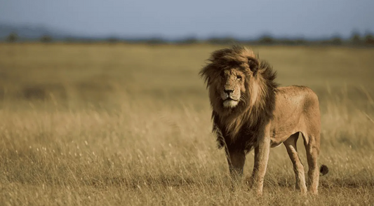 Scarface the Lion: The Story of a Living Legend